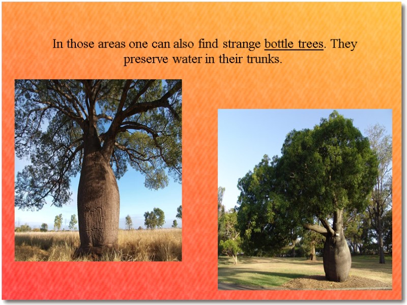 In those areas one can also find strange bottle trees. They preserve water in